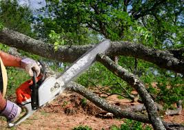 Professional Tree Removal in Mounds, OK