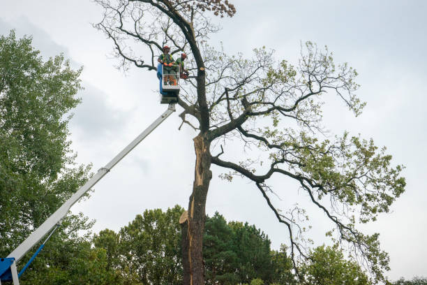 Best Root Management and Removal  in Mounds, OK